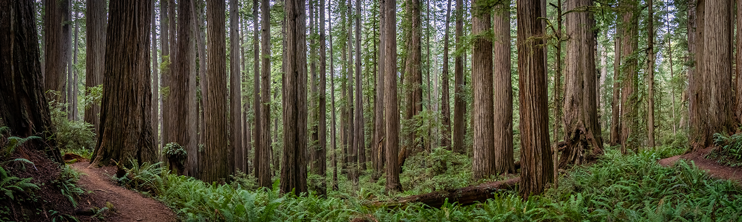 Redwoods in Northern California